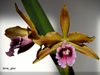 Laelia tenebrosa Eduardo x Fumacina (= vinicolor)
